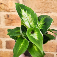 Load image into Gallery viewer, Dieffenbachia Cool Beauty - 100mm