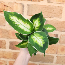 Load image into Gallery viewer, Dieffenbachia Cool Beauty - 100mm