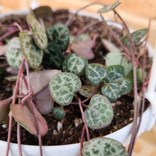 Load image into Gallery viewer, Ceropegia Woodii Chain of Hearts - 160mm