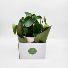 Load image into Gallery viewer, Assorted Plant Gift in 150mm Pot - Sydney Only