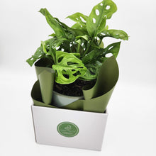 Load image into Gallery viewer, Housewarming Gift - Assorted Plant in 150mm Pot - Sydney Only
