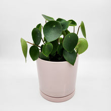 Load image into Gallery viewer, Assorted Plant Gift in 150mm Pot - Sydney Only