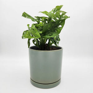 Housewarming Gift - Assorted Plant in 150mm Pot - Sydney Only