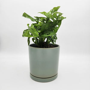 Housewarming Gift - Assorted Plant in 150mm Pot - Sydney Only