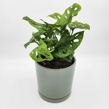 Load image into Gallery viewer, Housewarming Gift - Assorted Plant in 150mm Pot - Sydney Only
