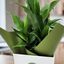 Load image into Gallery viewer, Sympathy Peace Lily - Better than Flowers - Sydney Only