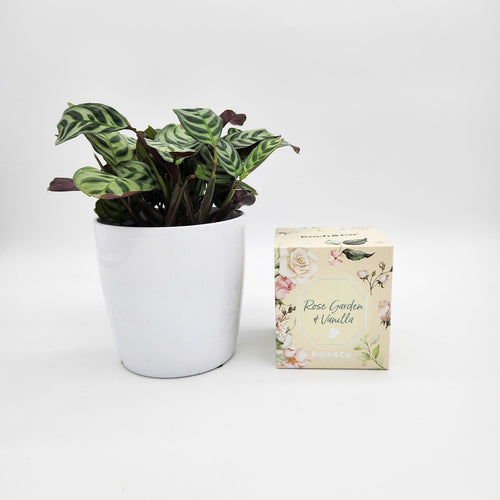 Housewarming Gift - Assorted Potted Plant with Candle - Sydney Only
