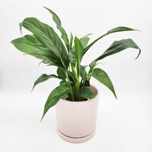 Load image into Gallery viewer, Spathiphyllum Peace Lily - 150mm Ceramic Pot - Light Pink - Sydney Only