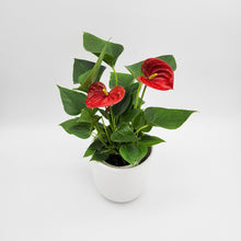 Load image into Gallery viewer, Anthurium Flamingo Flower - 120mm Ceramic Pot - Sydney Only
