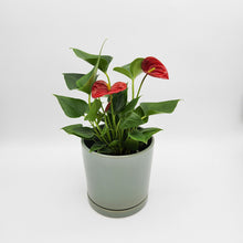 Load image into Gallery viewer, Anthurium Flamingo Flower - 150mm Ceramic Pot - Sydney Only
