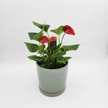 Load image into Gallery viewer, Anthurium Flamingo Flower - 150mm Ceramic Pot - Sydney Only
