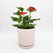 Load image into Gallery viewer, Anthurium Flamingo Flower - 150mm Ceramic Pot - Sydney Only
