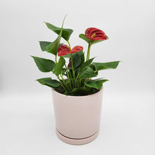 Load image into Gallery viewer, Anthurium Flamingo Flower - 150mm Ceramic Pot - Sydney Only