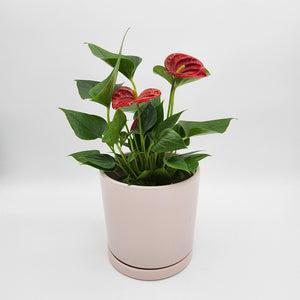 Anthurium Flamingo Flower - 150mm Ceramic Pot - Sydney Only