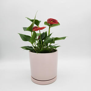 Anthurium Flamingo Flower - 150mm Ceramic Pot - Sydney Only