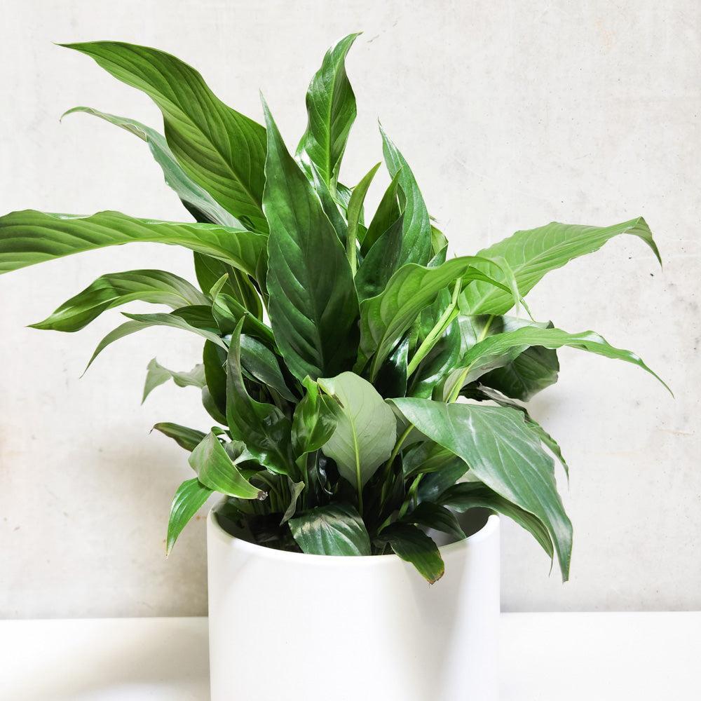 Peace Lily Spathiphyllum 180mm Pot Sympathy Plant Condolence Gift