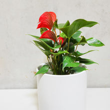 Load image into Gallery viewer, Anthurium Flamingo Flower - 210mm Ceramic Pot - Sydney Only