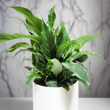 Load image into Gallery viewer, Spathiphyllum Peace Lily - 180mm Ceramic Pot - Sydney Only