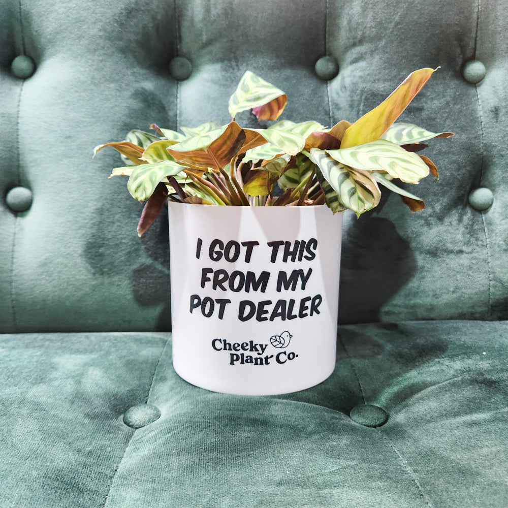 I just got a new pot for my birthday, the only option in store i