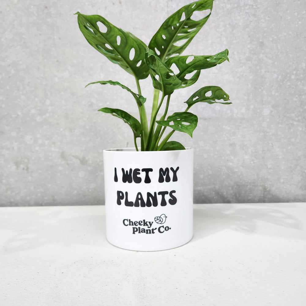 i wet my plants pot Plant in 'I Wet My Plants' Pot