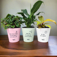 Load image into Gallery viewer, Trio Assorted Indoor Plants in Positive Pots (11cmDx11cmH) - Sydney Only
