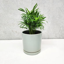 Load image into Gallery viewer, Parlour Palm - 150mm Ceramic Pot - Sydney Only
