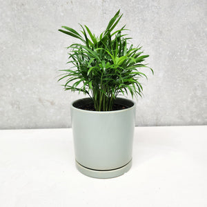 Parlour Palm - 150mm Ceramic Pot - Sydney Only