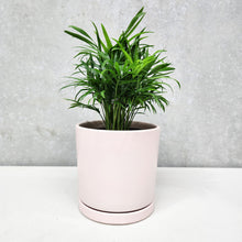 Load image into Gallery viewer, Parlour Palm - 150mm Ceramic Pot - Sydney Only
