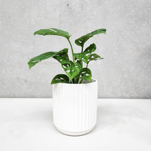 Load image into Gallery viewer, Assorted Indoor Plant in White Ribbed Ceramic Pot (14cmDx15cmH) - Sydney Only