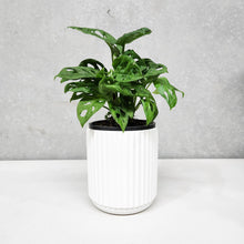Load image into Gallery viewer, Assorted Indoor Plant in White Ribbed Ceramic Pot (14cmDx15cmH) - Sydney Only