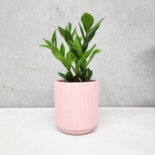 Load image into Gallery viewer, Assorted Indoor Plant in Light Pink Ribbed Ceramic Pot (14cmDx15cmH) - Sydney Only