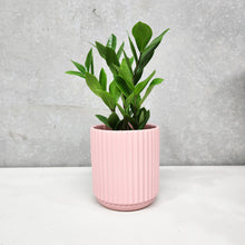 Load image into Gallery viewer, Assorted Indoor Plant in Light Pink Ribbed Ceramic Pot (14cmDx15cmH) - Sydney Only