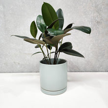Load image into Gallery viewer, Assorted Indoor Plant in Sea Foam Ceramic Pot (18cmDx18.5cmH) - Sydney Only