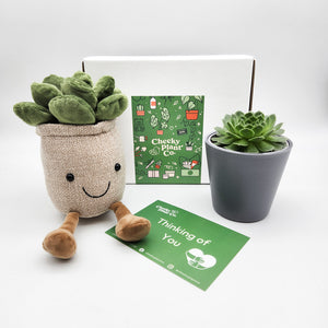 Plant Plushie & Succulent Gift Box