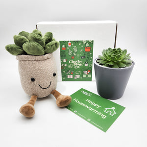 Plant Plushie & Succulent Gift Box