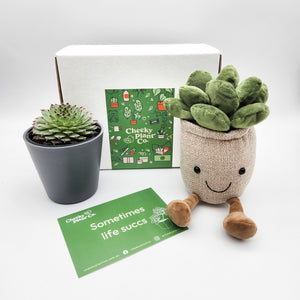 Cheeky Plant Plushie & Succulent Gift Box