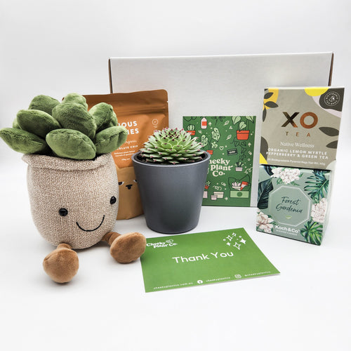Thank You - Succulent Hamper / Succulent Gift Box