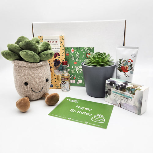 Happy Birthday - Succulent Hamper / Succulent Gift Box