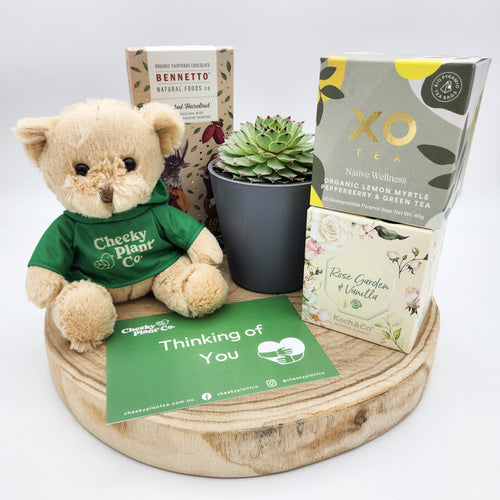 Thinking of You - Succulent Hamper / Succulent Gift Box - Sydney Only