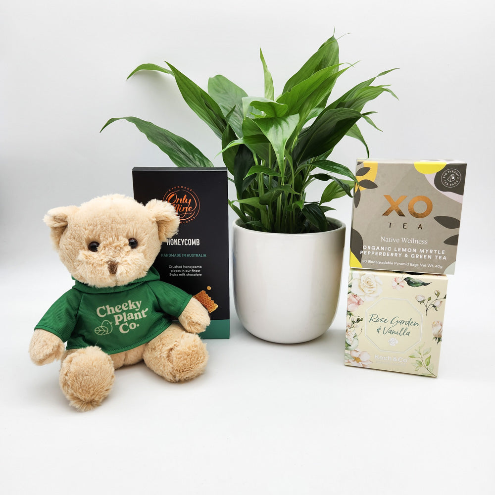 Bereavement/Sympathy/Remembrance Plant Gift Hamper Sydney Only