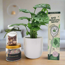 Load image into Gallery viewer, Happy Housewarming Plant Gift Hamper - Sydney Only