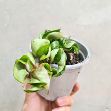 Load image into Gallery viewer, Hoya Compacta 'Indian Rope' - 105mm