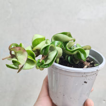 Load image into Gallery viewer, Hoya Compacta 'Indian Rope' - 105mm