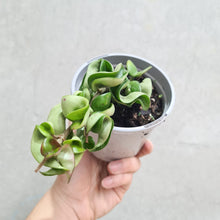 Load image into Gallery viewer, Hoya Compacta 'Indian Rope' - 105mm