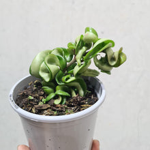 Load image into Gallery viewer, Hoya Compacta 'Indian Rope' - 105mm