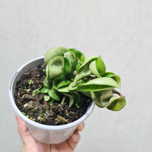 Load image into Gallery viewer, Hoya Compacta 'Indian Rope' - 105mm