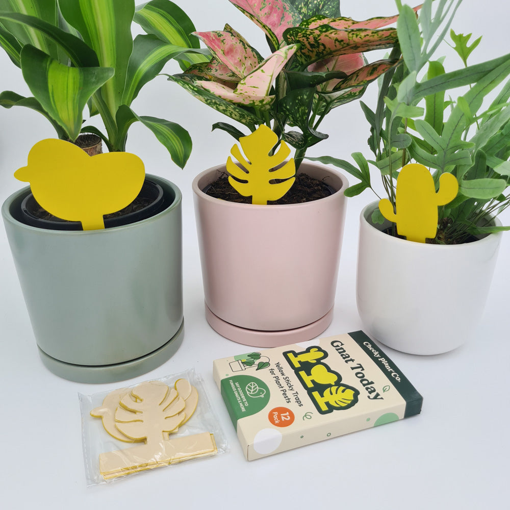 gnat trap for indoor plants Gnat Today - Fungus Gnat Traps (12pk) | Plant Care | Yellow Sticky Traps  for Gnats