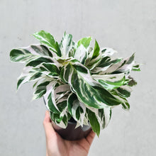 Load image into Gallery viewer, Calathea White Fusion - 130mm