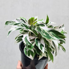 Load image into Gallery viewer, Calathea White Fusion - 130mm