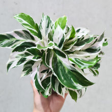 Load image into Gallery viewer, Calathea White Fusion - 130mm